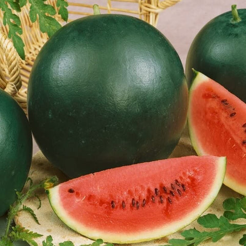 SUGAR BABY Open Pollinated Watermelon Seeds for Gardening and Farming