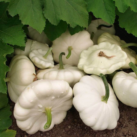 ALBA Hybrid Summer Squash Seeds for Gardening and Farming