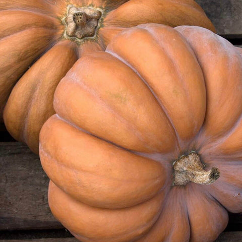 MUSQUÉE DE PROVENCE Open Pollinated Squash Seeds for Gardening and Farming