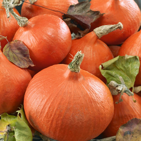 UCHIKI KURI Open Pollinated Squash Seeds for Gardening and Farming