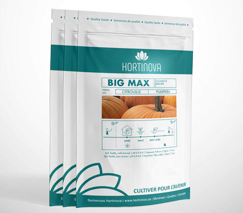 BIG MAX High Quality Pumpkin Seed Package for Gardening and Farming