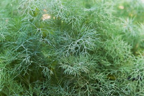 DILL SEEDS