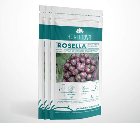 ROSELLA - Semences Ancestrale de Chou de Bruxelles Rouge à Pollinisation Libre