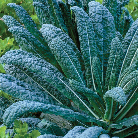 TOSCANA - Open Pollinated Kale Seeds