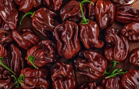 HABANERO BROWN – Semences de piment Habanero à pollinisation libre