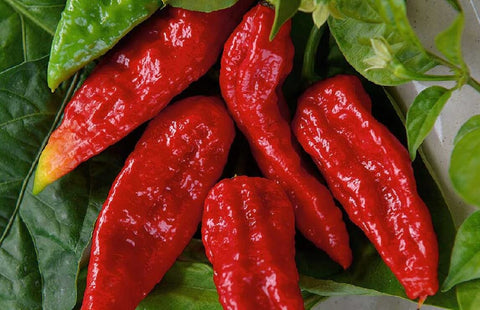 NAGA MORICH - Semences de piment fort à pollinisation libre