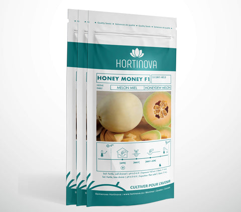 HONEY MONEY F1 (Melon Miel Orange)