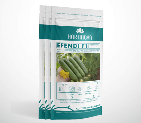 EFENDI F1 - Semences de Concombre Hybrides