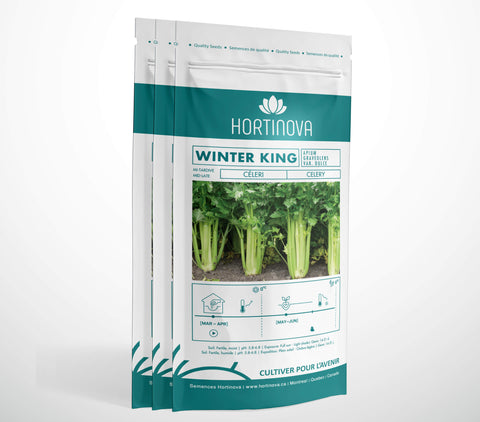 WINTER KING - Semences de Céleri à Pollinisation Libre