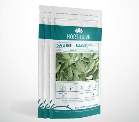 SAUGE - Semences de Sauge à Pollinisation Libre