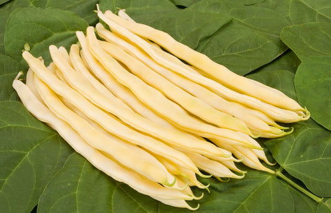 NECKARGOLD - Haricot Grimpant Jaune