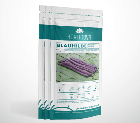 BLAUHILDE - Haricot Grimpant Violet