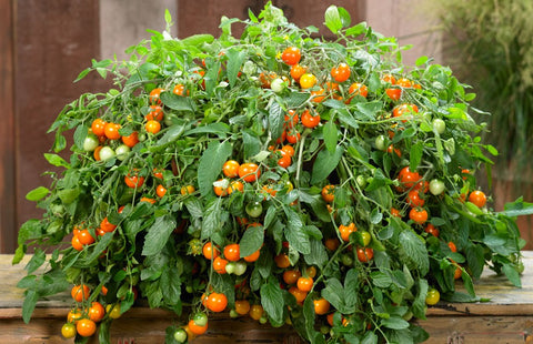Donna Orange F1 – Semences de Tomate pour Patio, Pots & Paniers Suspendus