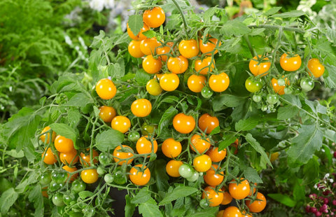 Donna Yellow F1 – Semences de Tomate pour Patio, Pots & Paniers Suspendus