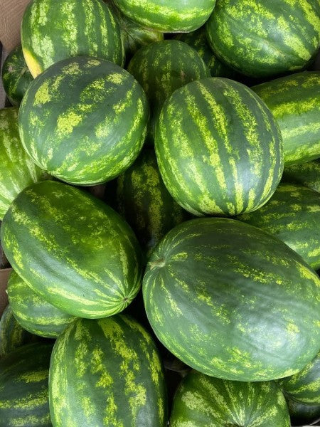 MAVERICK F1 - Semences de Melon d'Eau Hybrides