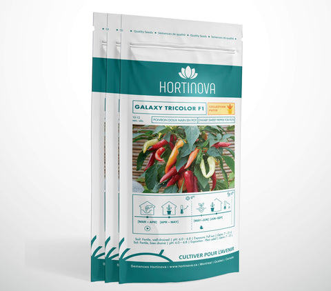 GALAXY TRICOLOR F1  - Semences de Piment Compact pour Balcon, Terrasse et Pots 