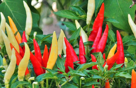 CAYAMBE F1 Chili Pepper Seeds – Compact Ornamental Hot Pepper for Pots, Patio & Gardens
