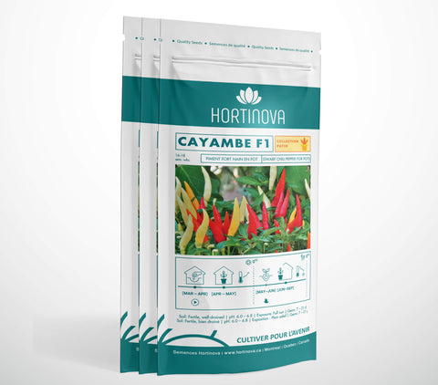 CAYAMBE F1 – Semences de Piment Compact, Ornemental et Piquant pour Pots, Balcons et Jardins