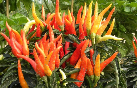 OCTOPUS Chili Pepper Seeds – Compact Ornamental Hot Pepper for Pots, Patio & Gardens