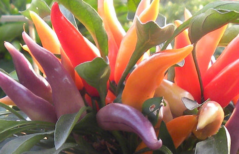 LAUTARO Pepper Seeds – Compact Ornamental Pepper for Pots, Patio & Gardens