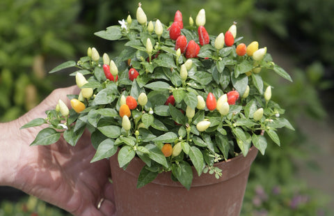 FUOCO DELLA PRATERIA Chili Pepper Seeds – Compact Ornamental Hot Pepper for Pots, Patio & Gardens