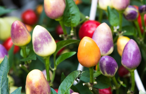 PYRAMID Chili Pepper Seeds – Compact Ornamental Hot Pepper for Pots, Patio & Gardens