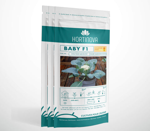 BABY F1 – Chou-fleur miniature compact pour pots et petits jardins