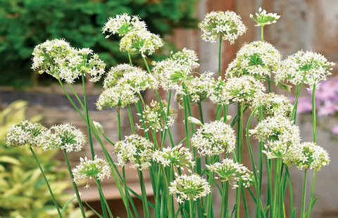 Allium Bee Attraction F1 - Allium ornemental, fleurs blanche comestibles et attractif pour les pollinisateurs