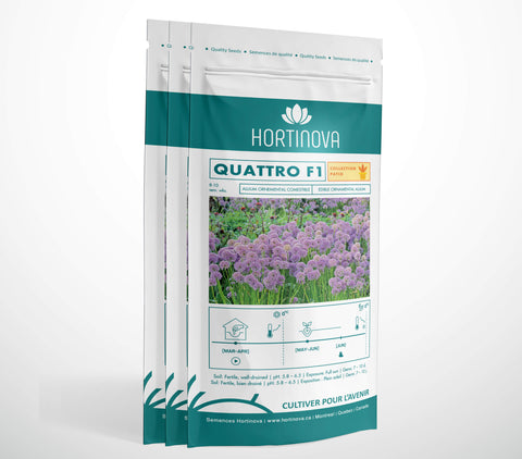 ALLIUM QUATTRO F1 – Allium ornemental, fleurs violettes comestibles et attractif pour les pollinisateurs