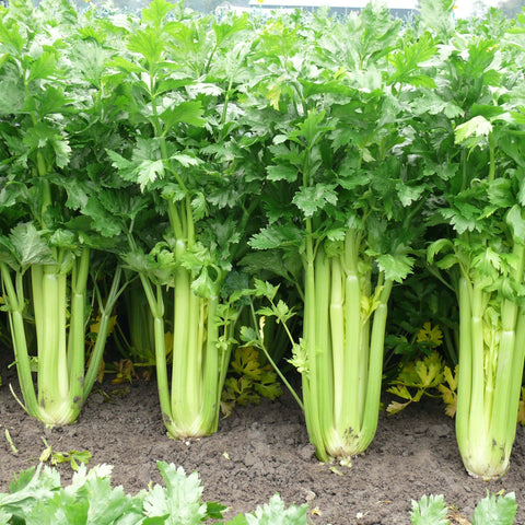 WINTER KING - Open Pollinated Celery Seeds