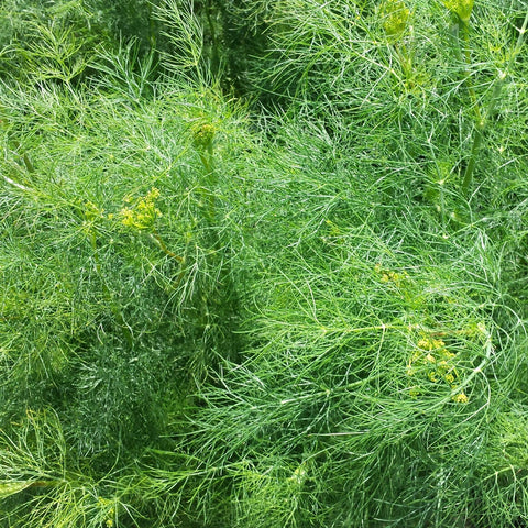 BUSHY - Open Pollinated Dill Seeds