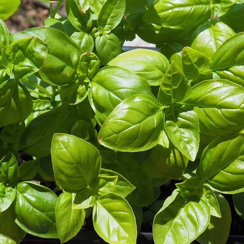 GENOVESE Open Pollinated Basil Seeds HORTINOVA Inc