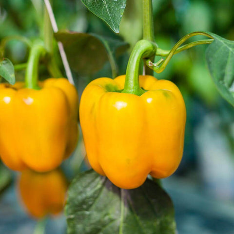 GOLDEN WONDER - Open Pollinated Bell Pepper Seeds