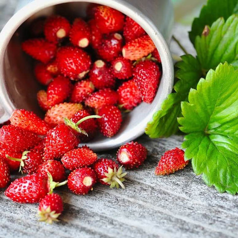 ALPINE - Open Pollinated Strawberry Seeds