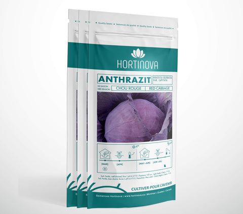 ANTHRAZIT - Semences de Chou Rouge à Pollinisation Libre
