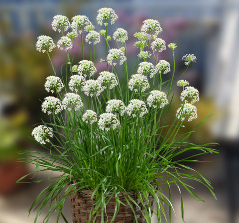Allium Bee Attraction F1 - Allium ornemental, fleurs blanche comestibles et attractif pour les pollinisateurs