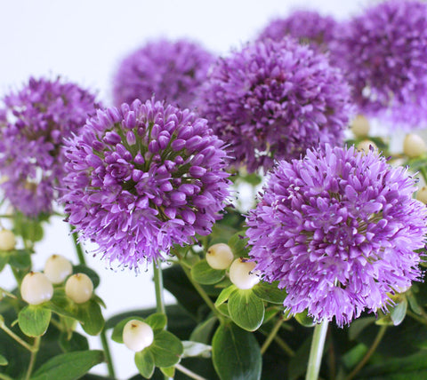 Allium - Quattro F1