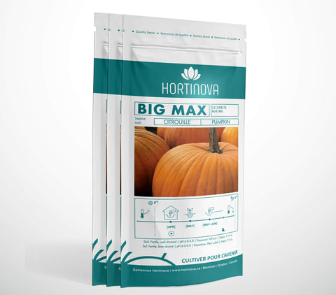 BIG MAX - Semences de Citrouille à Pollinisation Libre