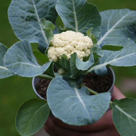 Baby Cauliflower F1