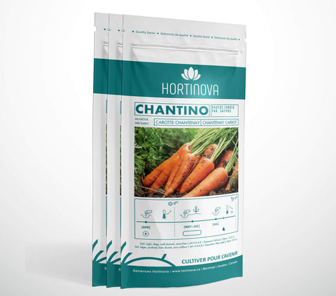CHANTINO - Semences de Carotte Chantenay à Pollinisation Libre