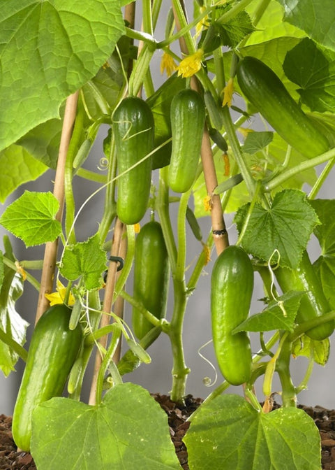 CUMINI F1 – Compact Snack Cucumber Seeds for Pots, Containers & Trellis Growing