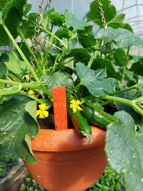 CUMINI F1 – Compact Snack Cucumber Seeds for Pots, Containers & Trellis Growing