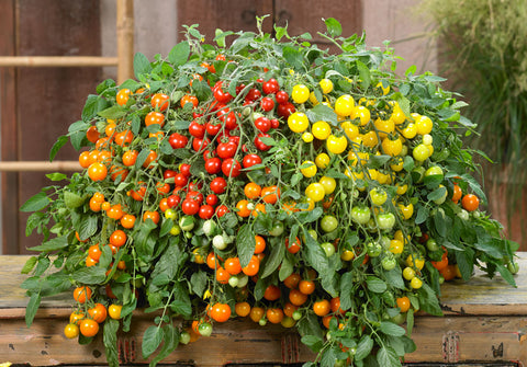 Donna Orange F1 – Semences de Tomate pour Patio, Pots & Paniers Suspendus