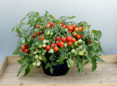 Donna Red F1 – Semences de Tomate pour Patio, Pots & Paniers Suspendus
