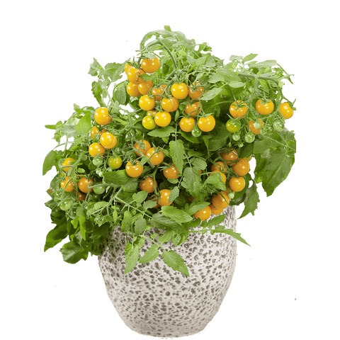 Donna Yellow F1 – Semences de Tomate pour Patio, Pots & Paniers Suspendus
