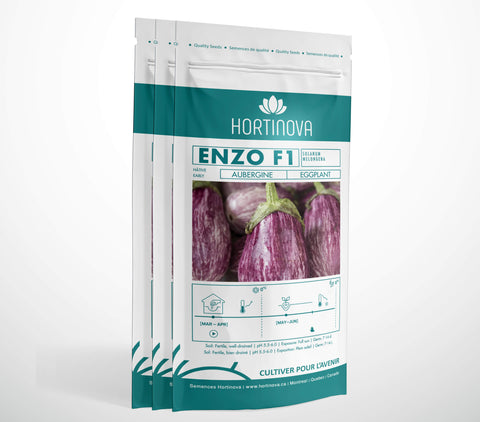 ENZO F1 - Semences d'Aubergines Hybrides