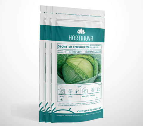 GLORY OF ENKHUIZEN - Semences de Chou Blanc à Pollinisation Libre