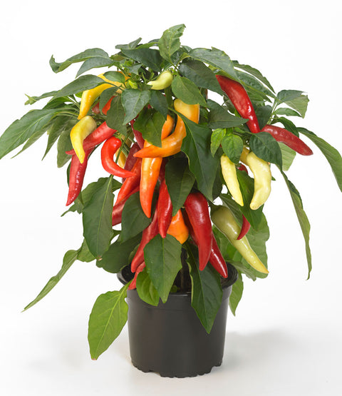 Galaxy Tricolor F1 - Semences de Piment Compact pour Balcon, Terrasse et Pots 