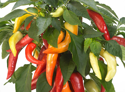 Galaxy Tricolor F1 - Semences de Piment Compact pour Balcon, Terrasse et Pots 