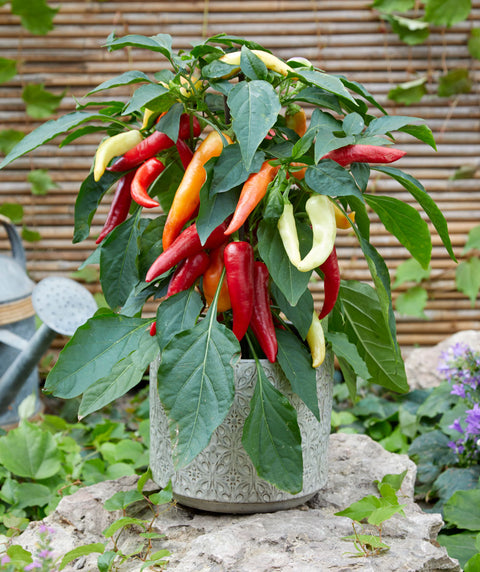 Galaxy Tricolor F1 - Semences de Piment Compact pour Balcon, Terrasse et Pots 